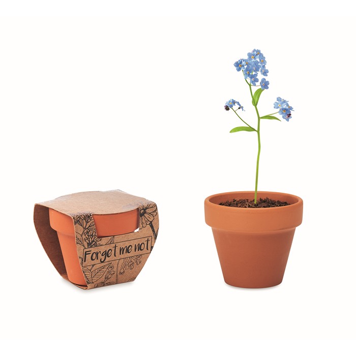 Forget Me Not Terracotta Pot 'Forget Me Not'