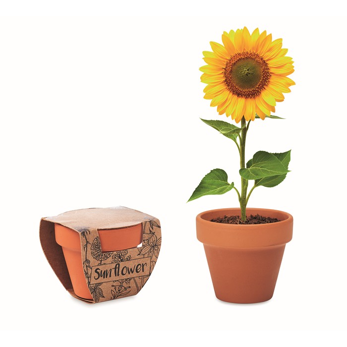 Sunflower Terracotta Pot 'Sunflower'